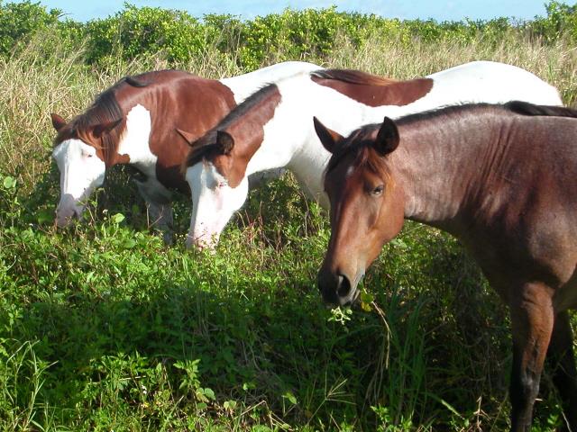 Abaco Barb Horses